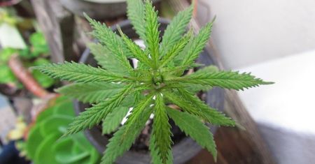 Marihuana będzie legalna w Kanadzie