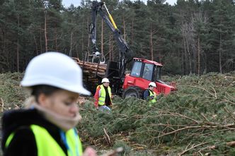 Mierzeja Wiślana. Wycinka drzew zakończona