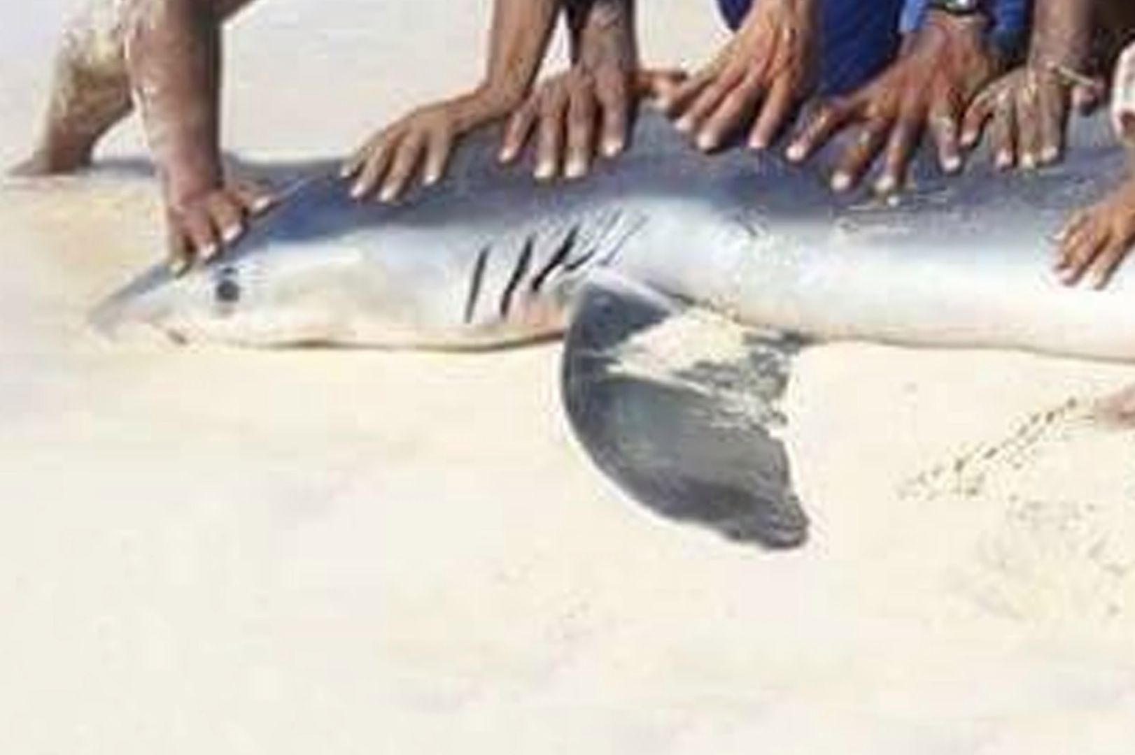 Zabili rekina, bo chcieli pamiątkowe zdjęcie