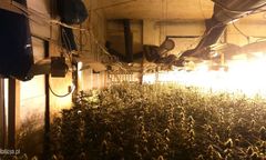 Policja zlikwidowała trzy plantacje marihuany. Wśród zatrzymanych... ojciec i syn