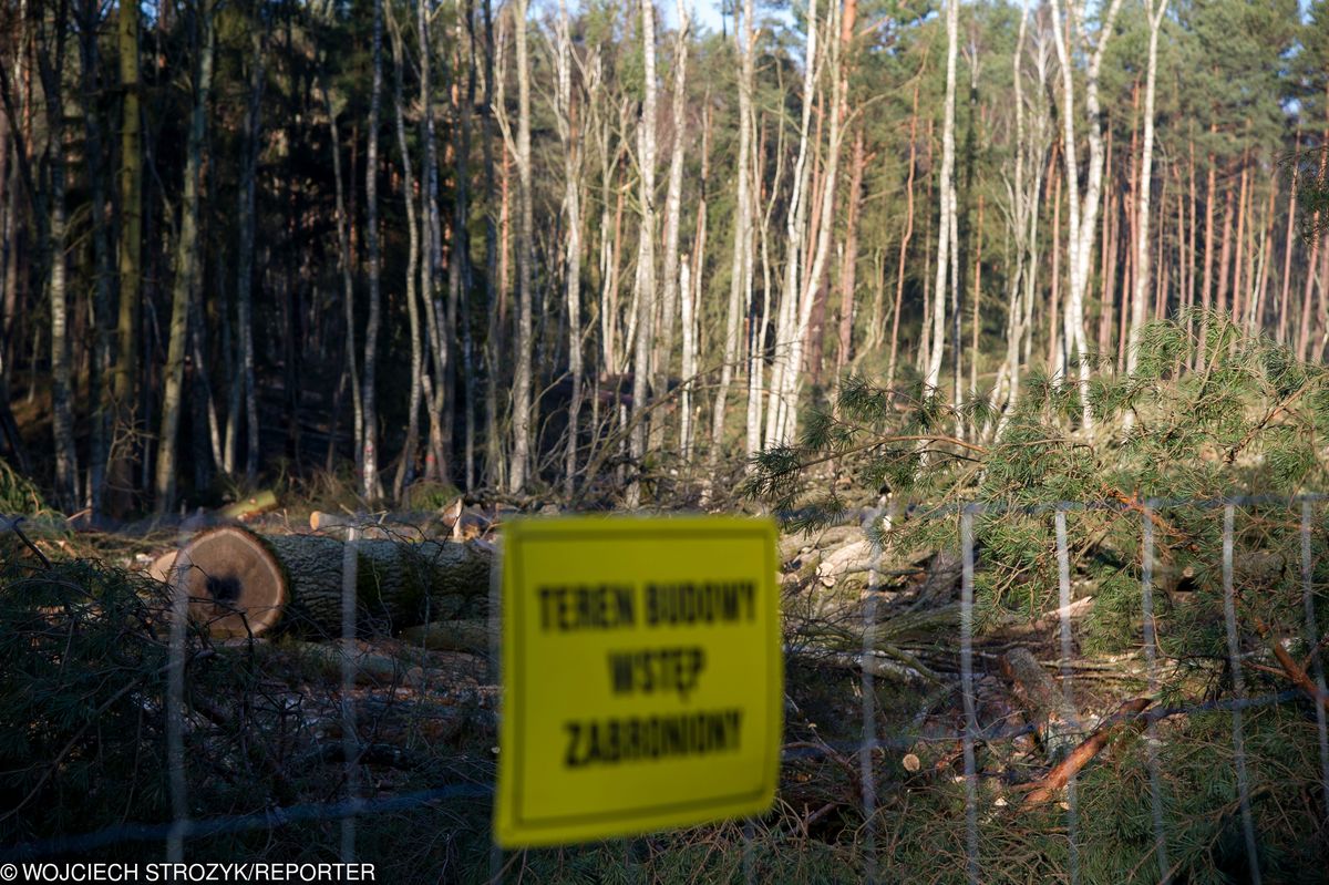 Mierzeja Wiślana: mieszkańcy oraz organizacje ekologiczne planują protest przeciwko wycince drzew pod przekop