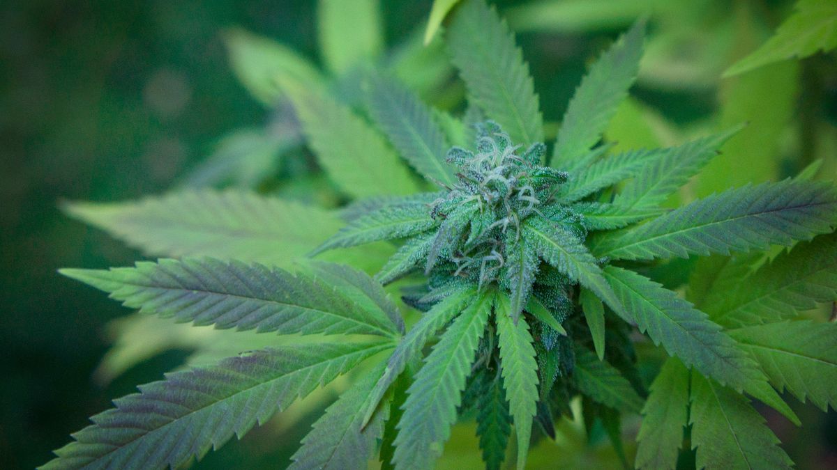 Rynek legalnej marihuany ma wzrosnąć pięciokrotnie w ciągu najbliższych lat i być wart dziesiątki miliardów dolarów