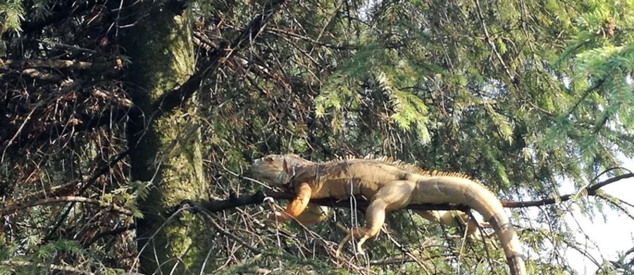 Iguana została bezpiecznie zdjęta z drzewa (fot: Bartłomiej Jarosz, OSP w Chełmie Śląskim)