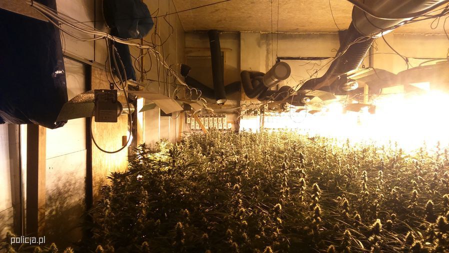 Do zasilania lamp na plantacji korzystano z "kradzionego" prądu.