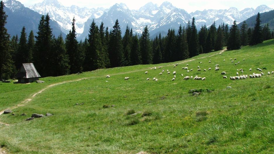 Rusinowa Polana to malownicza łąka górska z pięknym widokiem na Tatry
