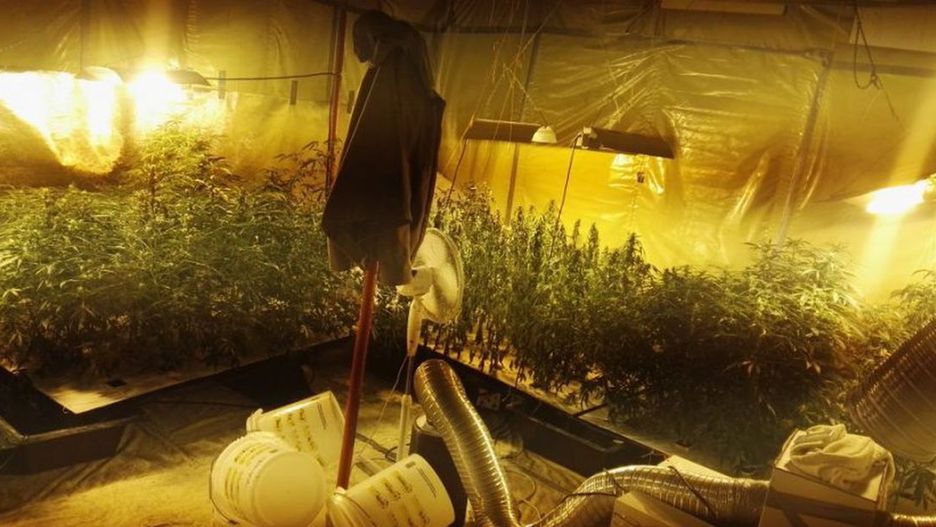 W garażu 33-latka z Jaworzna policjanci odkryli plantację konopi i susz marihuany