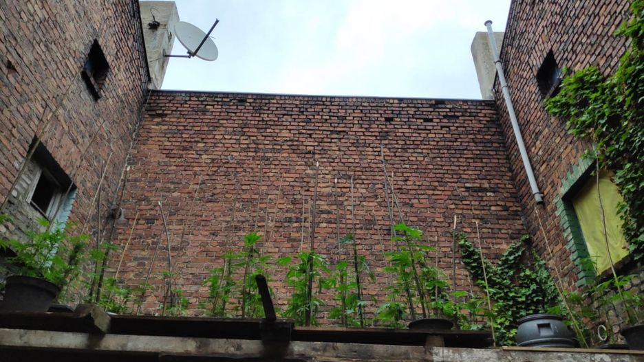 Plantacja marihuany ukryta na dachu.