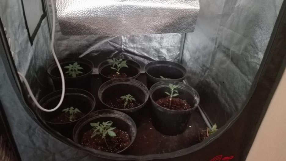 Plantacja konopi w szafie