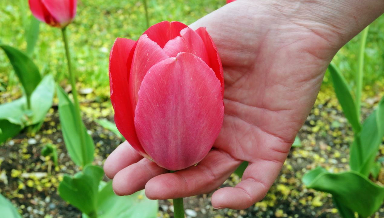 Twoje tulipany zaatakowała szara pleśń? Zwróć uwagę na jedną rzecz, a jej unikniesz
