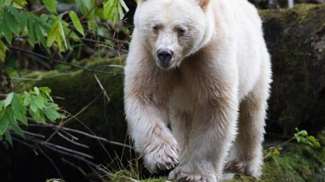 Niewielka populacja białych niedźwiedzi (ok. 150) żyje na terenie wysp kanadyjskiego morskiego archipelagu Great Bear Rainforest