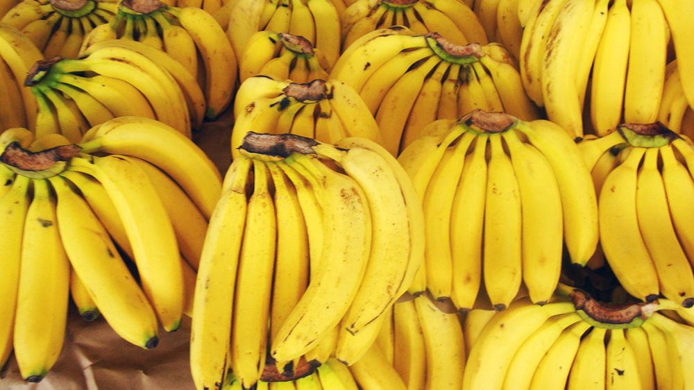 To nie pierwszy kryzy na rynku bananów, wywołany przez grzyby.