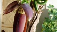 Już za kilka tygodni te banany będzie można zjeść - jak mówią botanicy wyhodowanie bananów w takich warunkach jest praktycznie nie możliwe