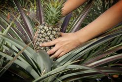 "Polska" drożyzna. Nawet tropikalnego ananasa kupimy taniej niż włoszczyznę