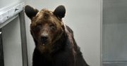 Francja. Niedźwiedź był wykorzystywany przez cyrk. Smutny finał