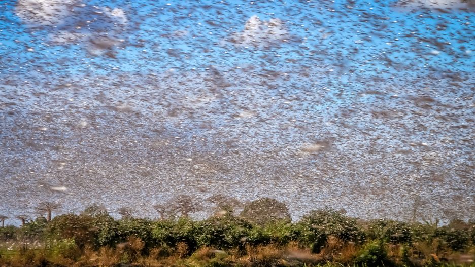 W jednym km kw. roju może być 150 mln owadów 