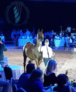 Polak kocha araba i tęskni za dumą. Po pół wieku został wstyd i żal