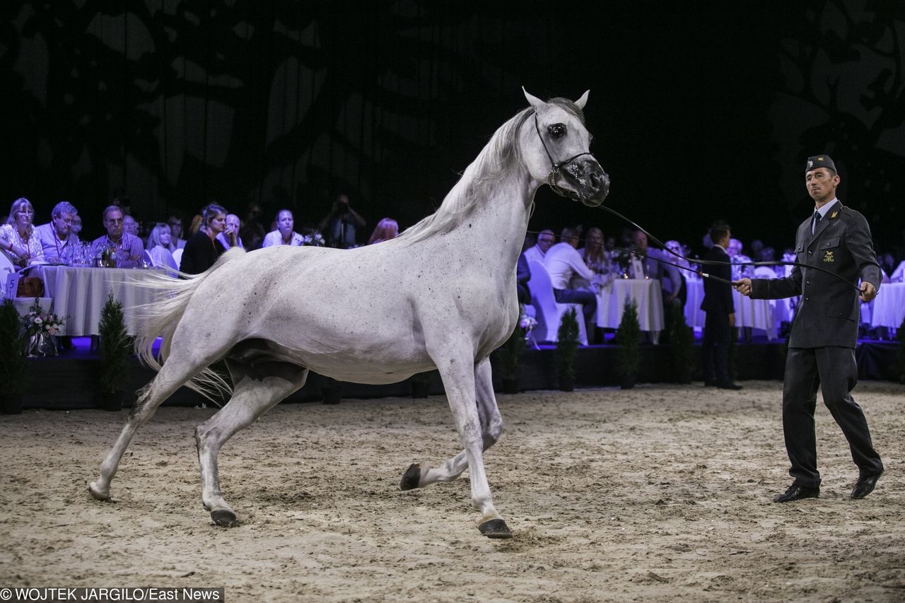 Pride of Poland najlepsze od 4 lat. Sprzedano 14 koni