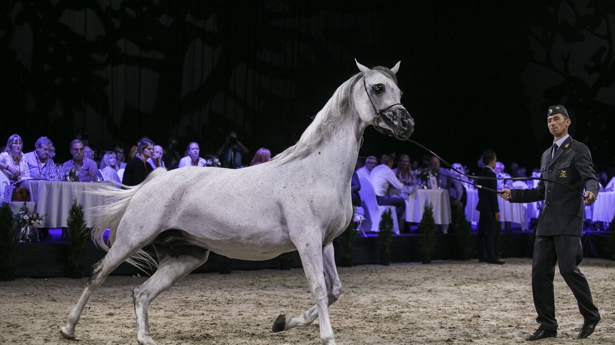 W tym roku aukcja Pride of Poland przyniosła 1,4 mln euro zysku