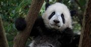 Chiny przeznaczyły 1,5 mld dolarów na budowę nowego rezerwatu dla pand