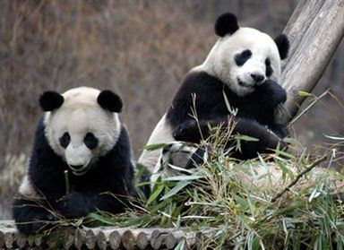 Tajwan nie chce pary chińskich pand