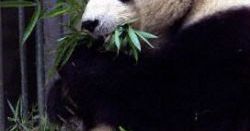Nie żyje najstarsza panda trzymana w niewoli
