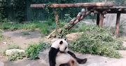 Turyści chcieli obudzić śpiącą pandę. Rzucali w nią kamieniami