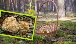 Ten grzyb podbija lasy. Niesamowicie smaczny, ale nie da się na nim zarobić