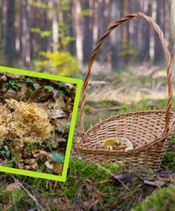 Ten grzyb podbija lasy. Niesamowicie smaczny, ale nie da się na nim zarobić