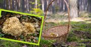 Ten grzyb podbija lasy. Niesamowicie smaczny, ale nie da się na nim zarobić