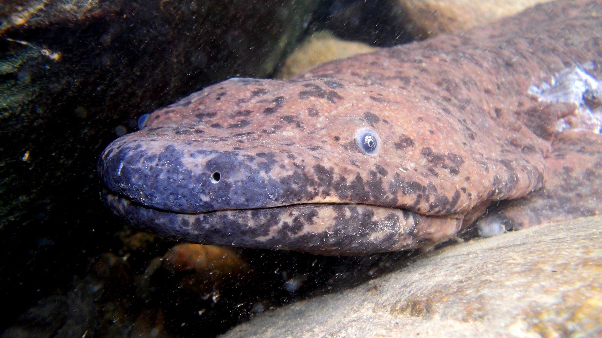 Naukowcy odkryli nowy gatunek salamandry. To największy płaz na świecie