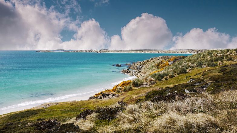 Falklandy to jedno z zamorskich terytoriów Wielkiej Brytanii.