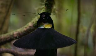 "Nasza planeta". Wesoły ptaszek zdobywa partnerkę. Twórcy filmu rozbawili widzów na całym świecie