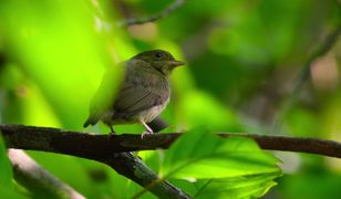 "Nasza planeta": najlepsza produkcja filmowego giganta