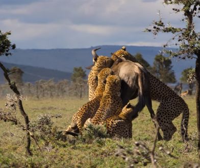 "Nasza planeta": scena, którą widzowie będą długo pamiętać