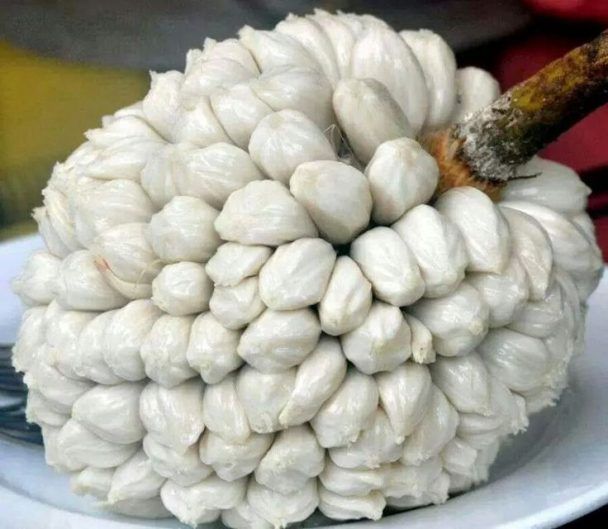 marang-2