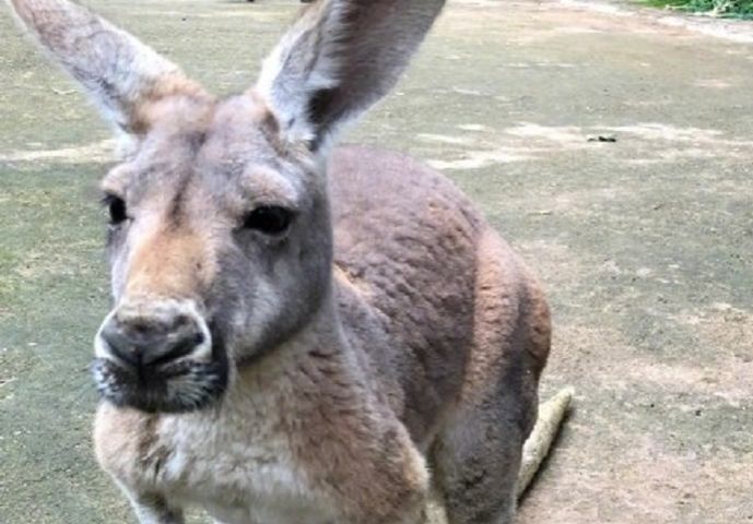 Turyści zmuszali kangura do skakania. Zabili zwierzaka