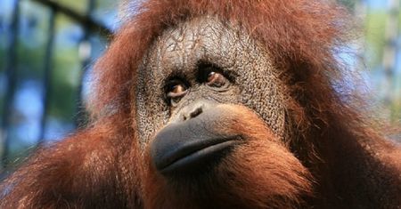 WOŚP wystawia niezwykły obraz. Jego autorką jest orangutanica