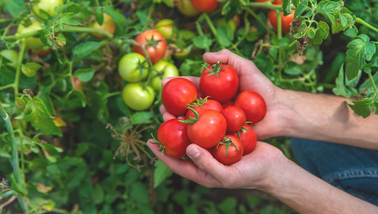 Ten ogrodniczy trik sprawi, że nie będziesz musiał podlewać pomidorów!