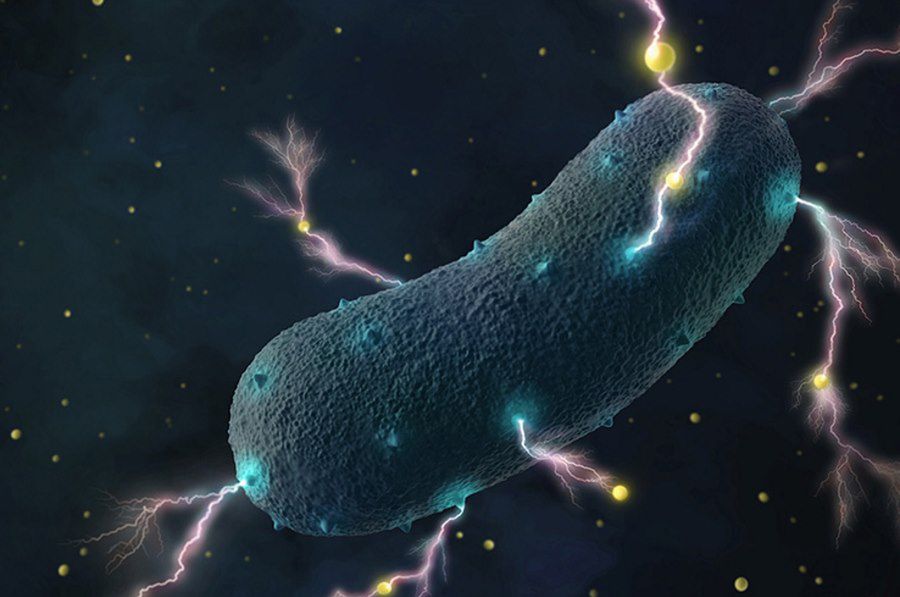 Bakterie wytwarzają prąd elektryczny. Znajdują się w ciele człowieka