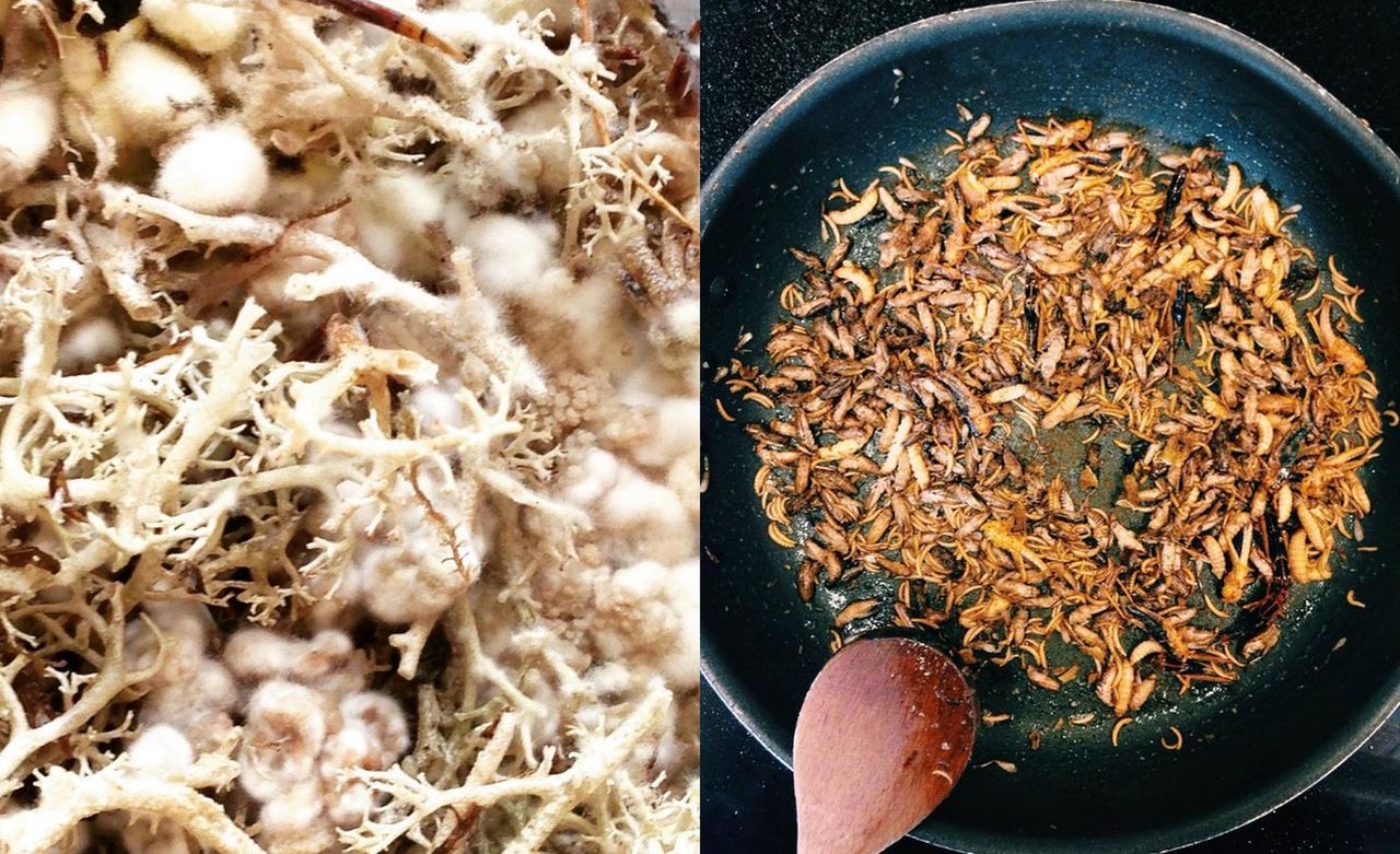 Insekty, krew i odchody. Oto zdrowa dieta według duńskich naukowców