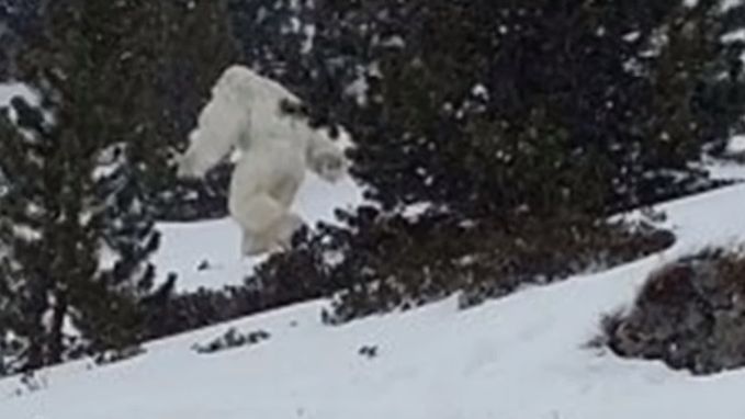 Yeti