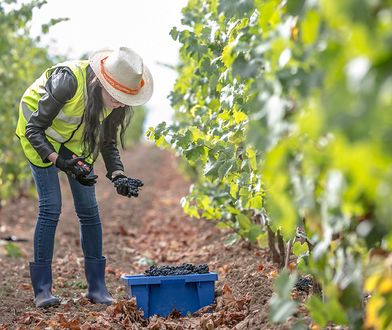Winobranie we Włoszech. Upłynęło pod znakiem skrajnej suszy