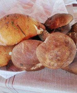 Grzybobranie na Mazowszu. Sprawdź, gdzie wybrać się na grzyby w okolicach Warszawy