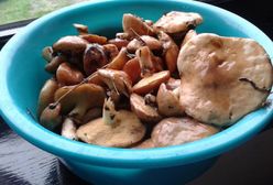 Deszczowe lato cieszy grzybiarzy. Zobaczcie, kiedy najlepiej wybrać się do lasu z koszykiem