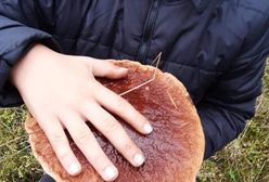 Rekordowe grzybobranie. Gigantyczne grzyby w Waszych zbiorach
