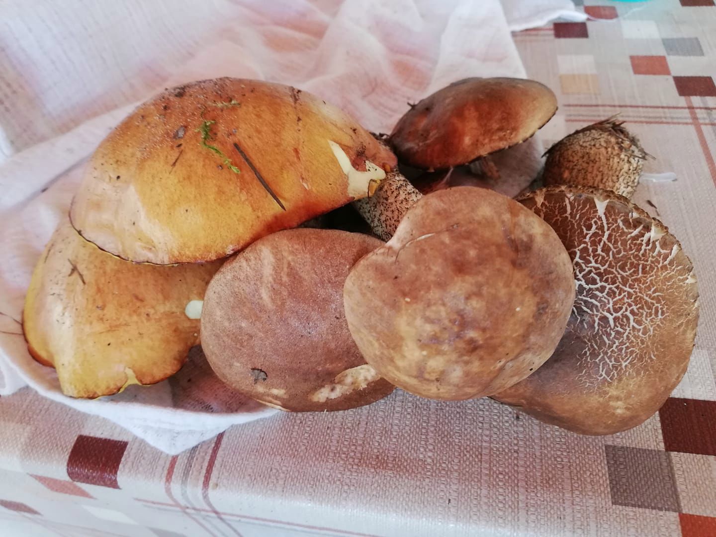 Weekend może być ostatnią okazją na grzybobranie na Mazowszu 