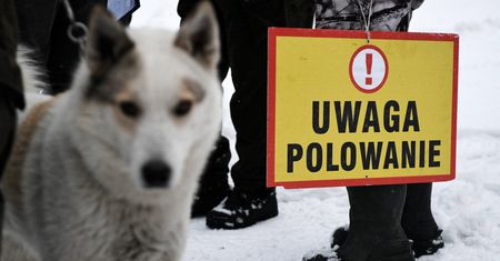 Tworóg. Myśliwy pomógł policji zatrzymać kłusownika. Usłyszał strzały