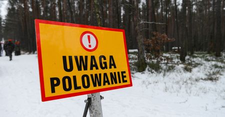 Dzik jest dziki, a mieszkańcy wściekli. Ostatnie polowanie w Lesie Bronaczowa