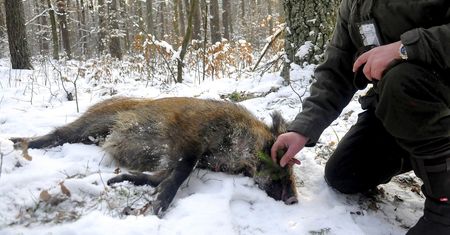 "To będzie masakra". Myśliwy wstrząśnięty planowanym odstrzałem dzików