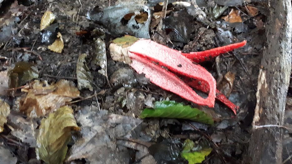 "Palce diabła" podczas grzybobrania znalazł nasz czytelnik
